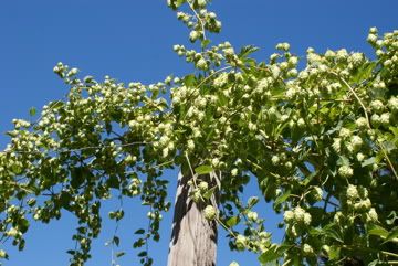 hops blue sky