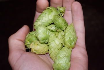 hops in hand