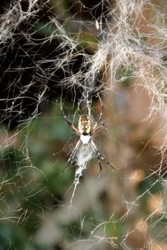 garden spider 2