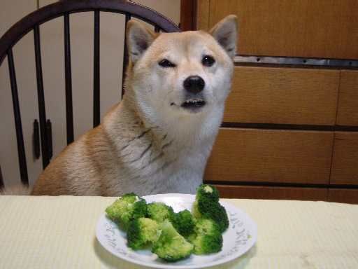 dog broccoli