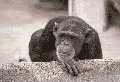 chimpance-negando