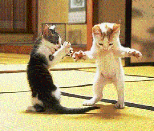Gatitos-bailando