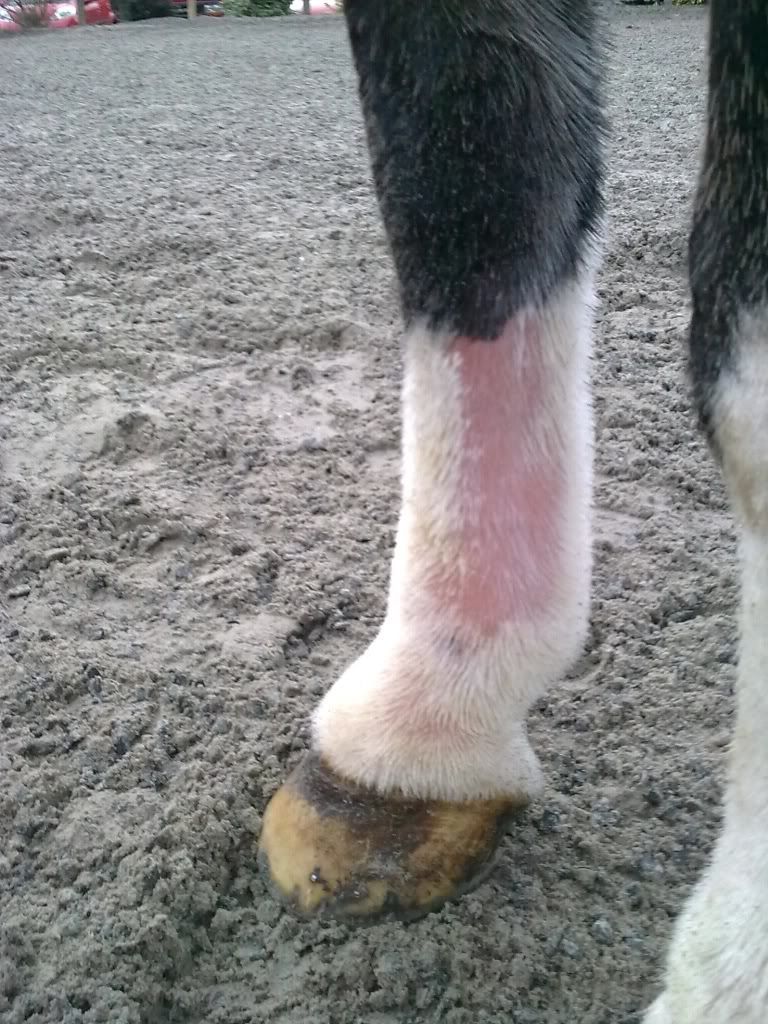 Hair loss Horse and Hound Forum