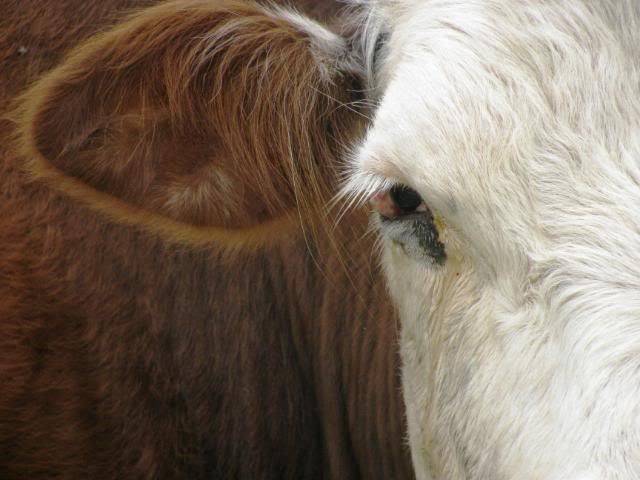 Cancer Eye Cattle