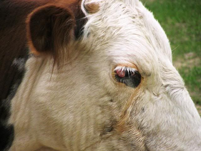 Cancer Eye Cattle