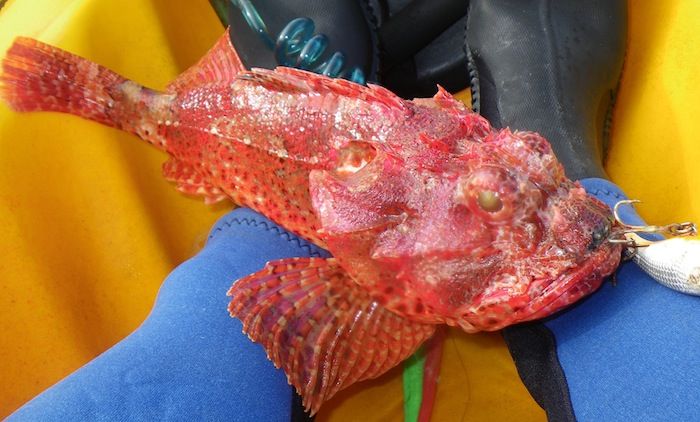 Eastern red scorpionfish
