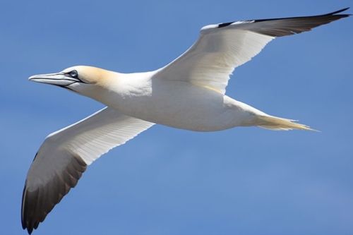 Flying gannet