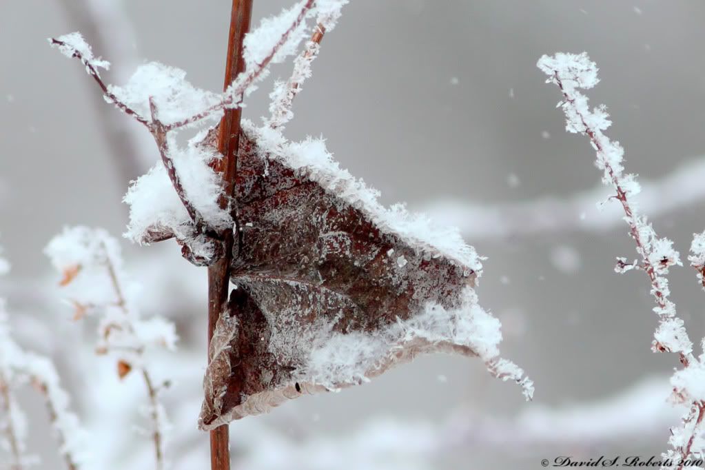 IMAGE: http://i494.photobucket.com/albums/rr305/Dascro/Nature%20Photography/01-10-10FrostyDay.jpg