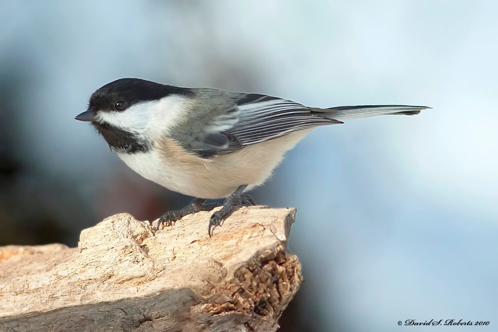 IMAGE: http://i494.photobucket.com/albums/rr305/Dascro/Nature%20Photography/01-16-10Chickadee2.jpg