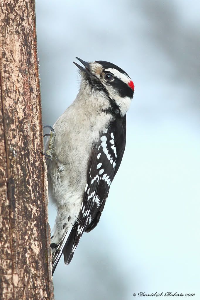 IMAGE: http://i494.photobucket.com/albums/rr305/Dascro/Nature%20Photography/01-16-10Downy.jpg