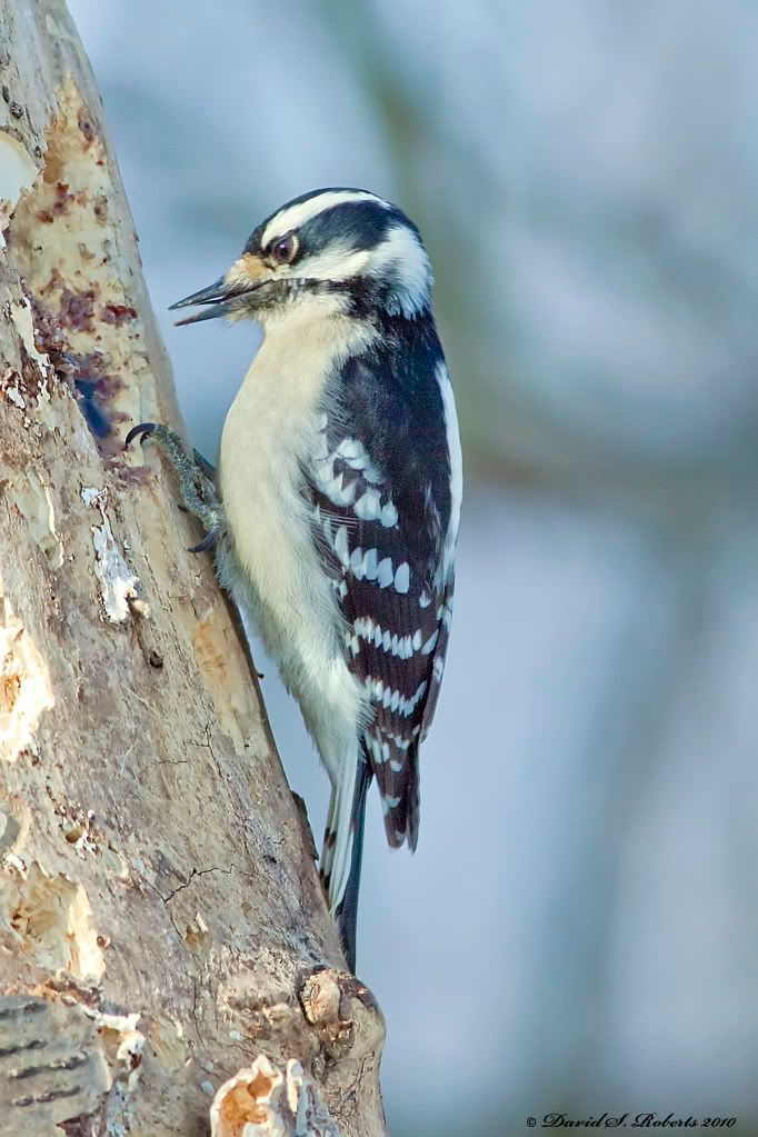 IMAGE: http://i494.photobucket.com/albums/rr305/Dascro/Nature%20Photography/01-16-10Downy2.jpg