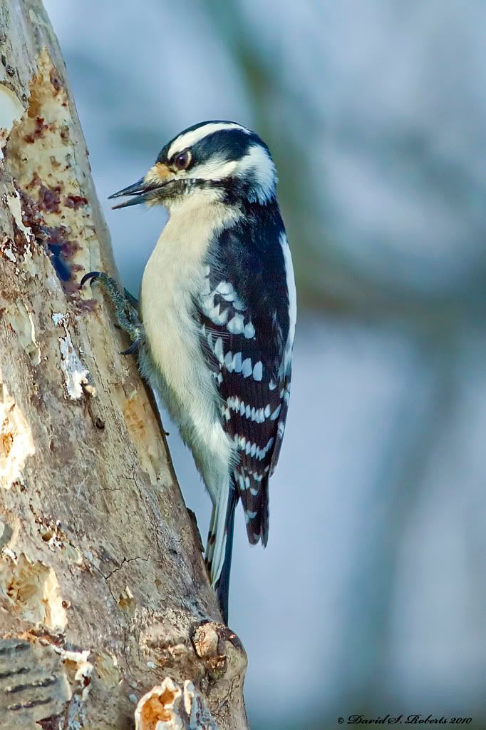 IMAGE: http://i494.photobucket.com/albums/rr305/Dascro/Nature%20Photography/01-16-10Downy2color.jpg