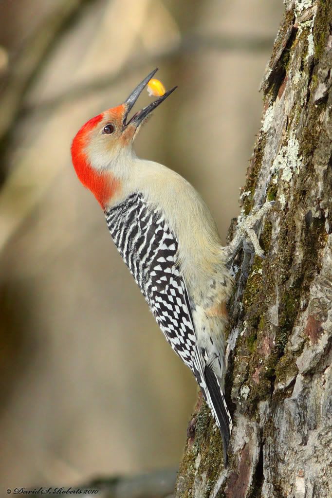 IMAGE: http://i494.photobucket.com/albums/rr305/Dascro/Nature%20Photography/01-16-10RedBelliedDarkBG.jpg