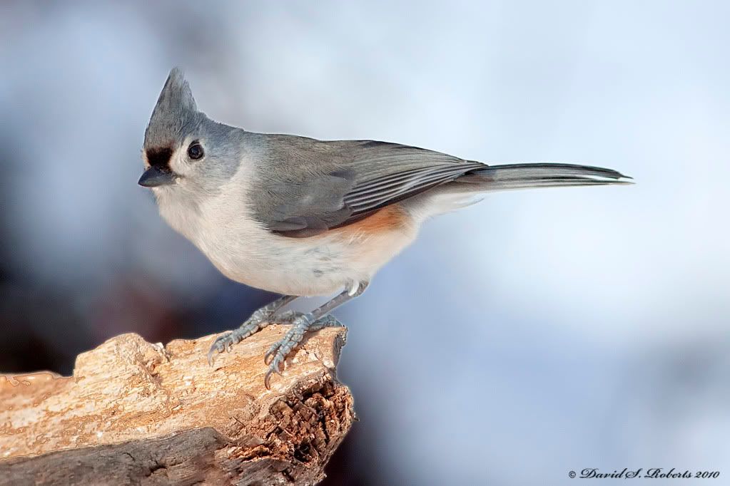 IMAGE: http://i494.photobucket.com/albums/rr305/Dascro/Nature%20Photography/01-16-10Titmouse.jpg