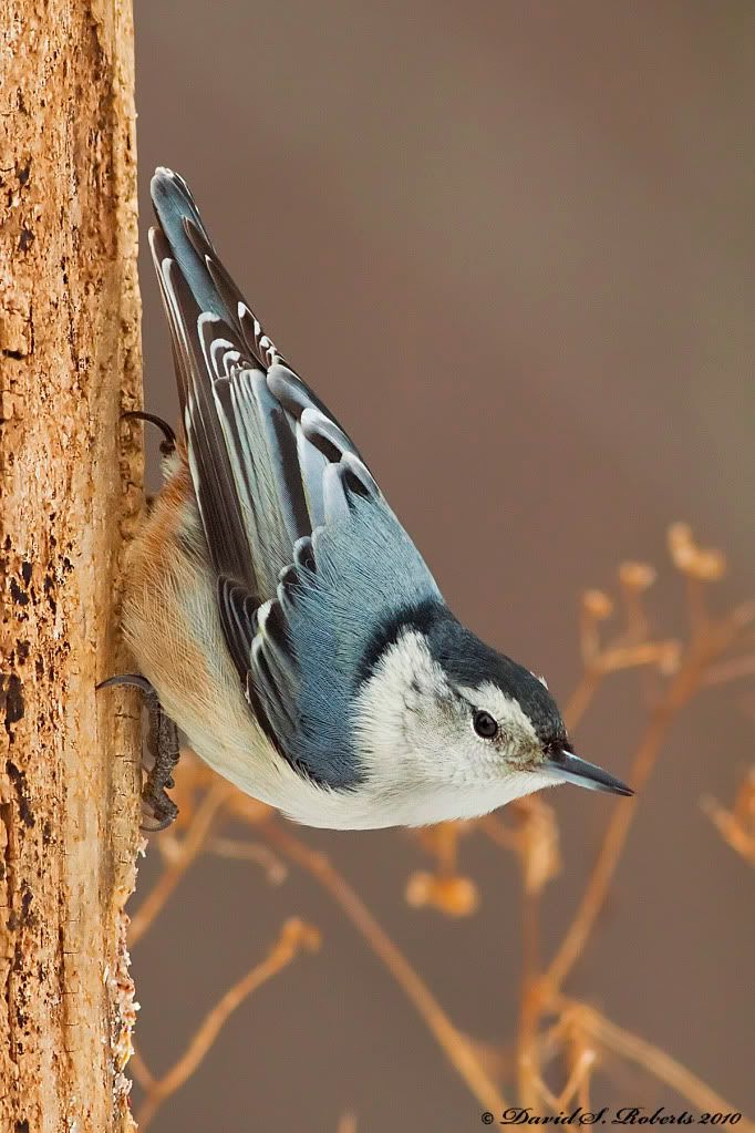 IMAGE: http://i494.photobucket.com/albums/rr305/Dascro/Nature%20Photography/01-30-10Nuthatch.jpg