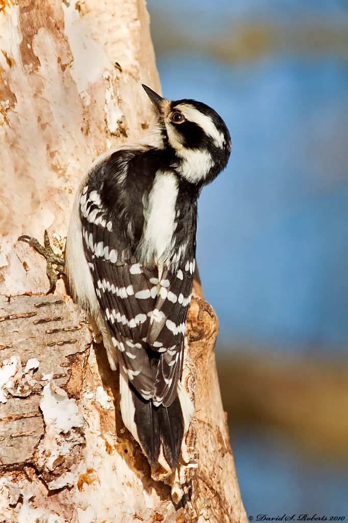 IMAGE: http://i494.photobucket.com/albums/rr305/Dascro/Nature%20Photography/01-31-10Downy.jpg