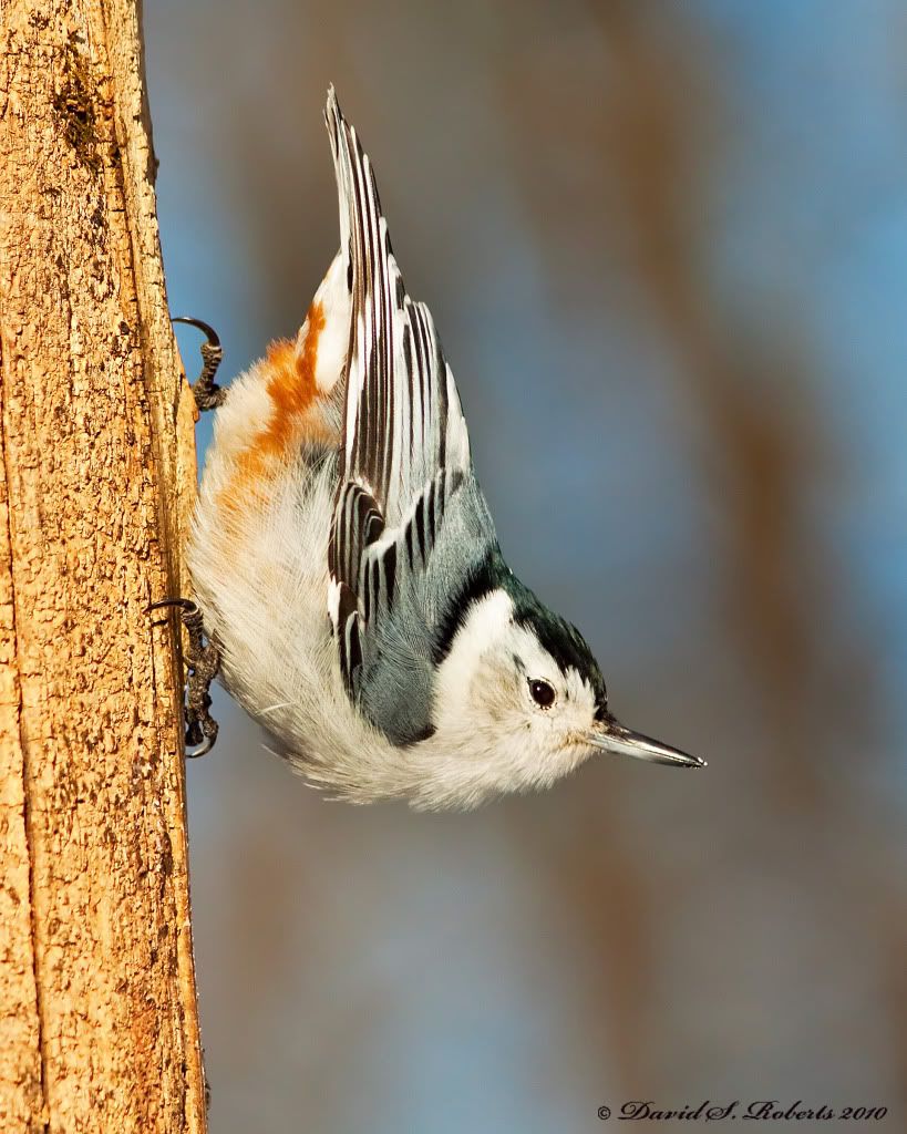 IMAGE: http://i494.photobucket.com/albums/rr305/Dascro/Nature%20Photography/01-31-10Nuthatch.jpg