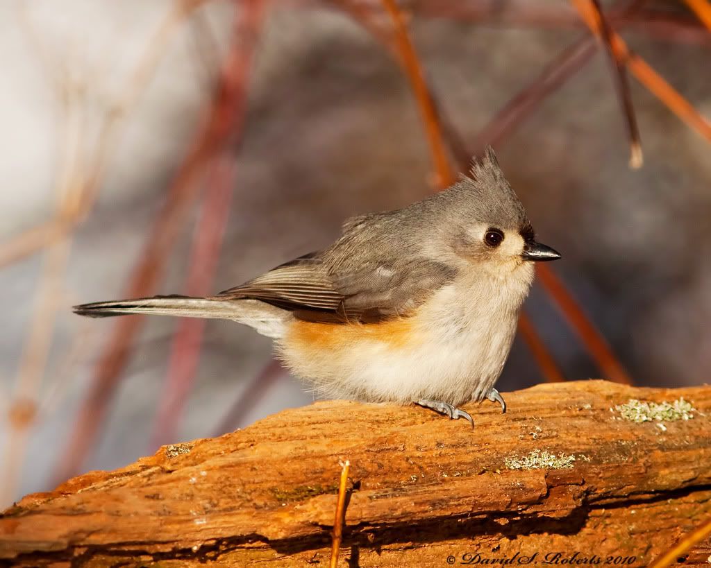 IMAGE: http://i494.photobucket.com/albums/rr305/Dascro/Nature%20Photography/01-31-10Titmouse.jpg