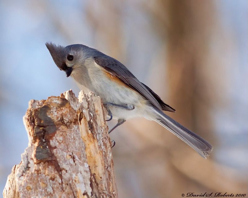IMAGE: http://i494.photobucket.com/albums/rr305/Dascro/Nature%20Photography/03-07-10Titmouse2.jpg