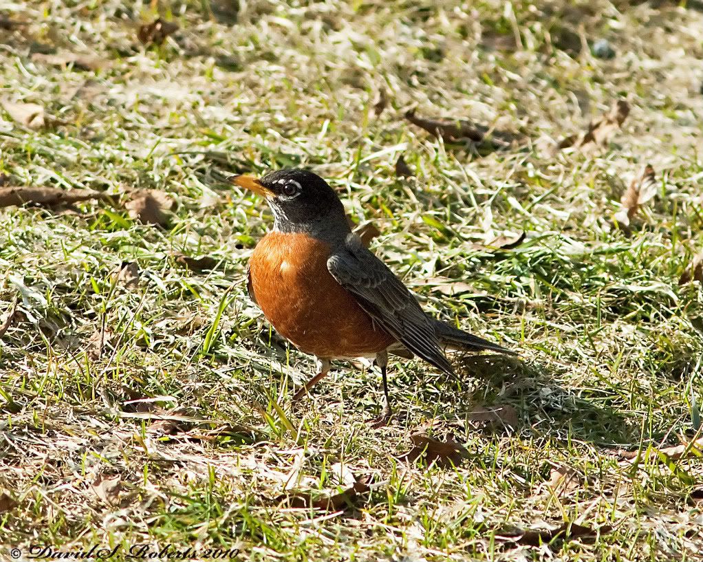 IMAGE: http://i494.photobucket.com/albums/rr305/Dascro/Nature%20Photography/03-19-10SpringRobin.jpg