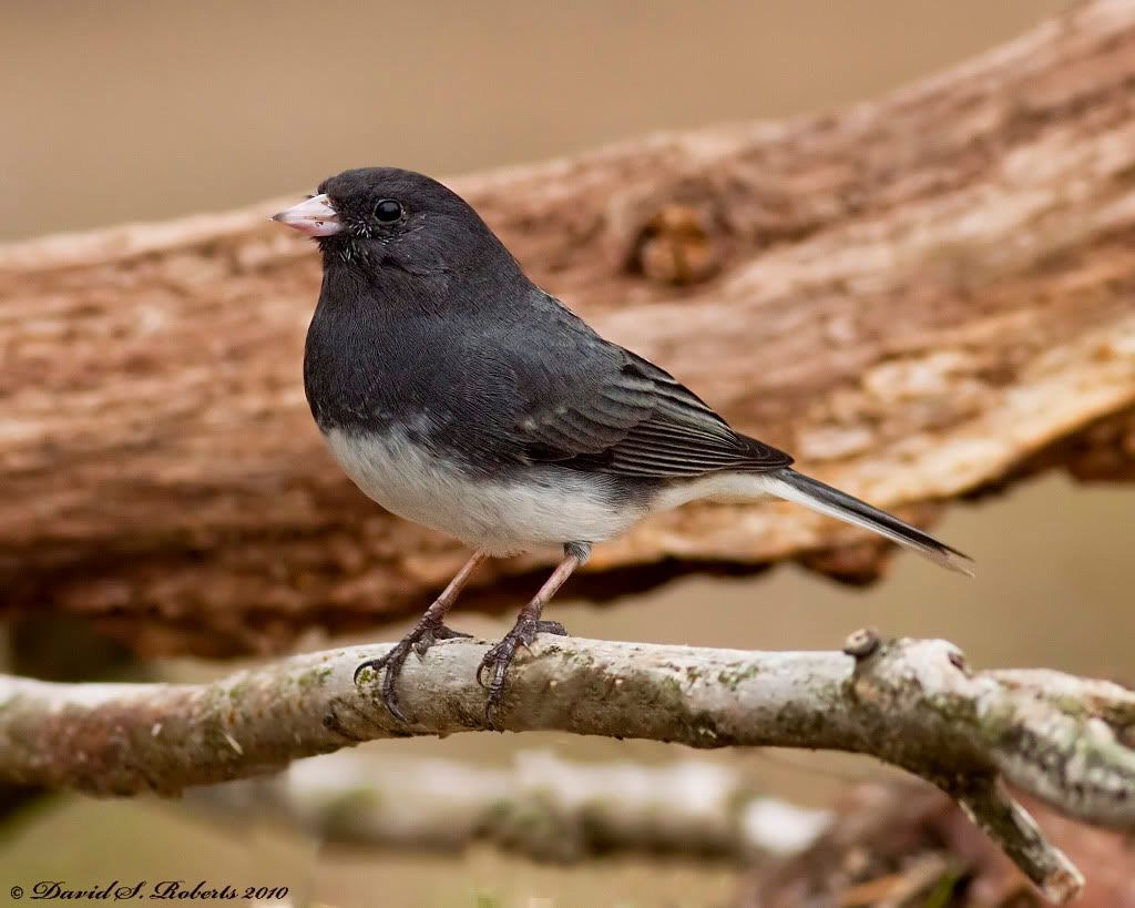IMAGE: http://i494.photobucket.com/albums/rr305/Dascro/Nature%20Photography/03-21-10Junco.jpg