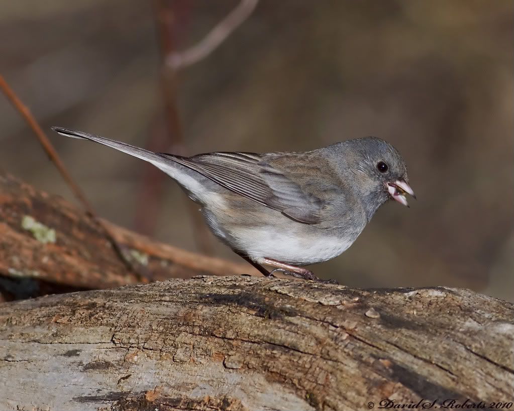 IMAGE: http://i494.photobucket.com/albums/rr305/Dascro/Nature%20Photography/03-27-10Junco.jpg