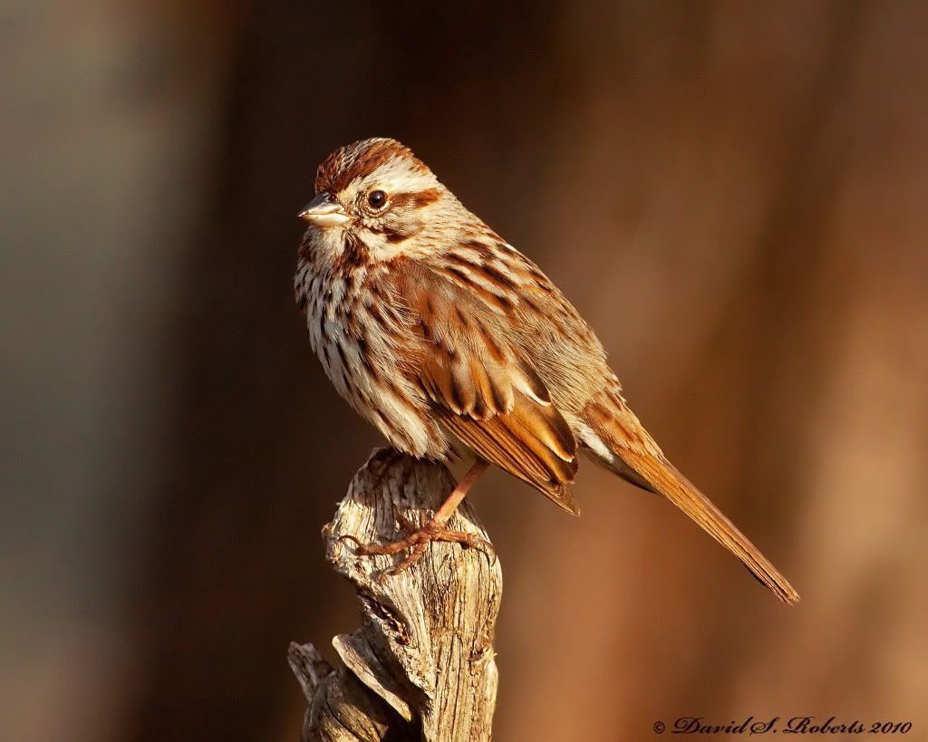 IMAGE: http://i494.photobucket.com/albums/rr305/Dascro/Nature%20Photography/04-01-10SongSparrow1.jpg
