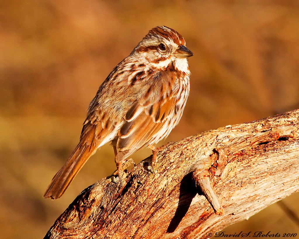 IMAGE: http://i494.photobucket.com/albums/rr305/Dascro/Nature%20Photography/04-01-10SongSparrow2.jpg