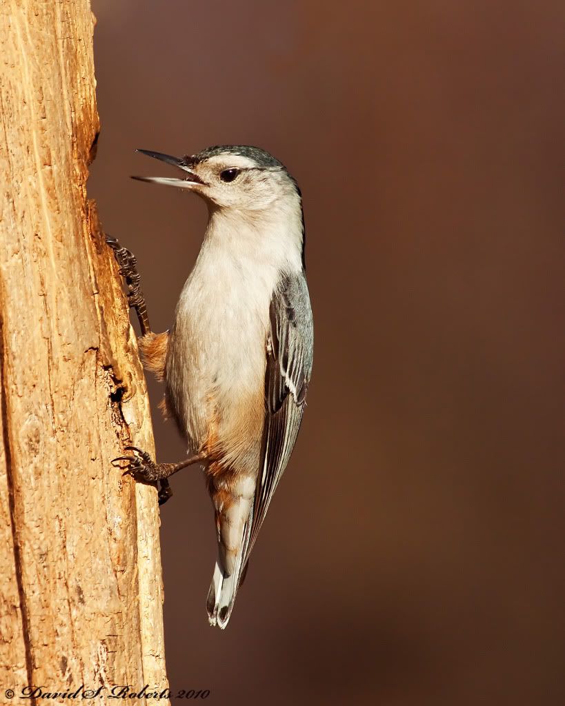 IMAGE: http://i494.photobucket.com/albums/rr305/Dascro/Nature%20Photography/04-02-10Nuthatch.jpg