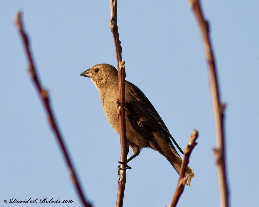 IMAGE: http://i494.photobucket.com/albums/rr305/Dascro/Nature%20Photography/04-07-10ID.jpg