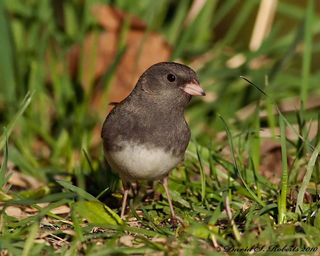 IMAGE: http://i494.photobucket.com/albums/rr305/Dascro/Nature%20Photography/04-11-10Junco.jpg