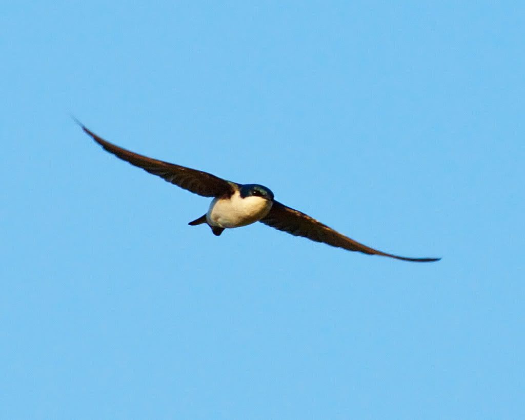 IMAGE: http://i494.photobucket.com/albums/rr305/Dascro/Nature%20Photography/04-14-10Swallow.jpg