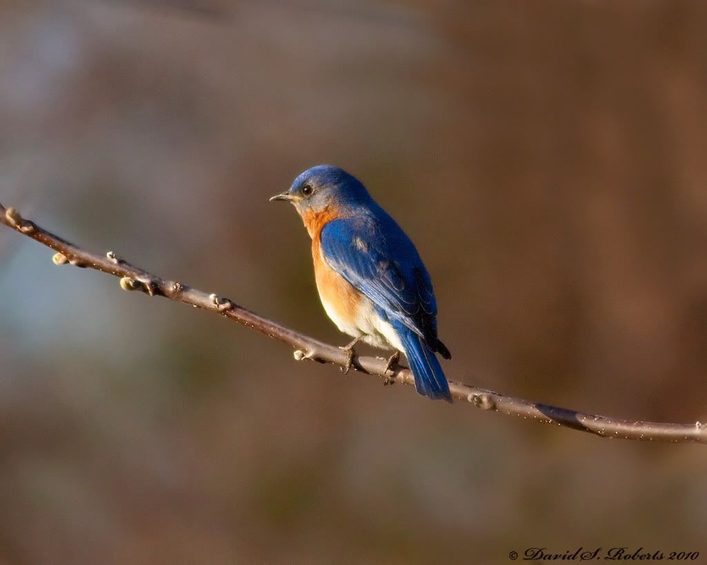IMAGE: http://i494.photobucket.com/albums/rr305/Dascro/Nature%20Photography/04-19-10Bluebird.jpg