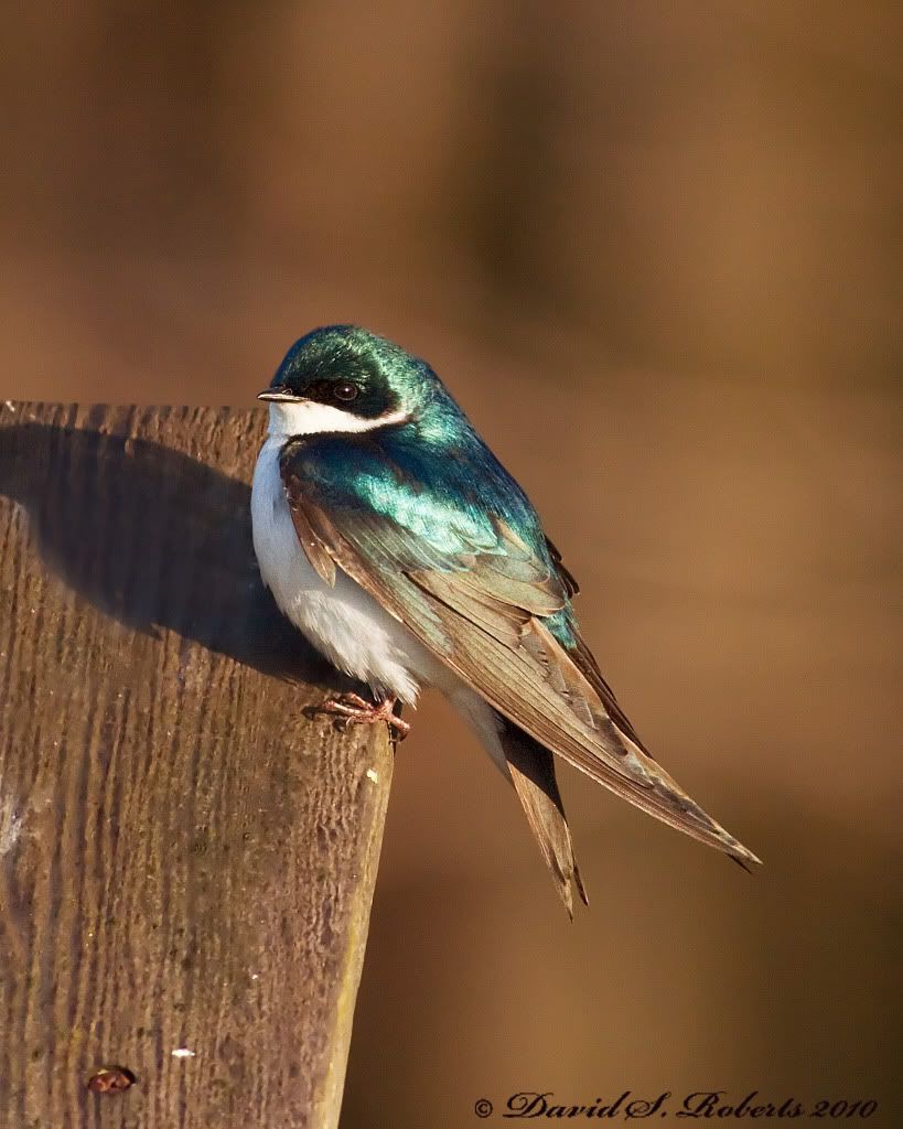 IMAGE: http://i494.photobucket.com/albums/rr305/Dascro/Nature%20Photography/04-19-10Swallow.jpg