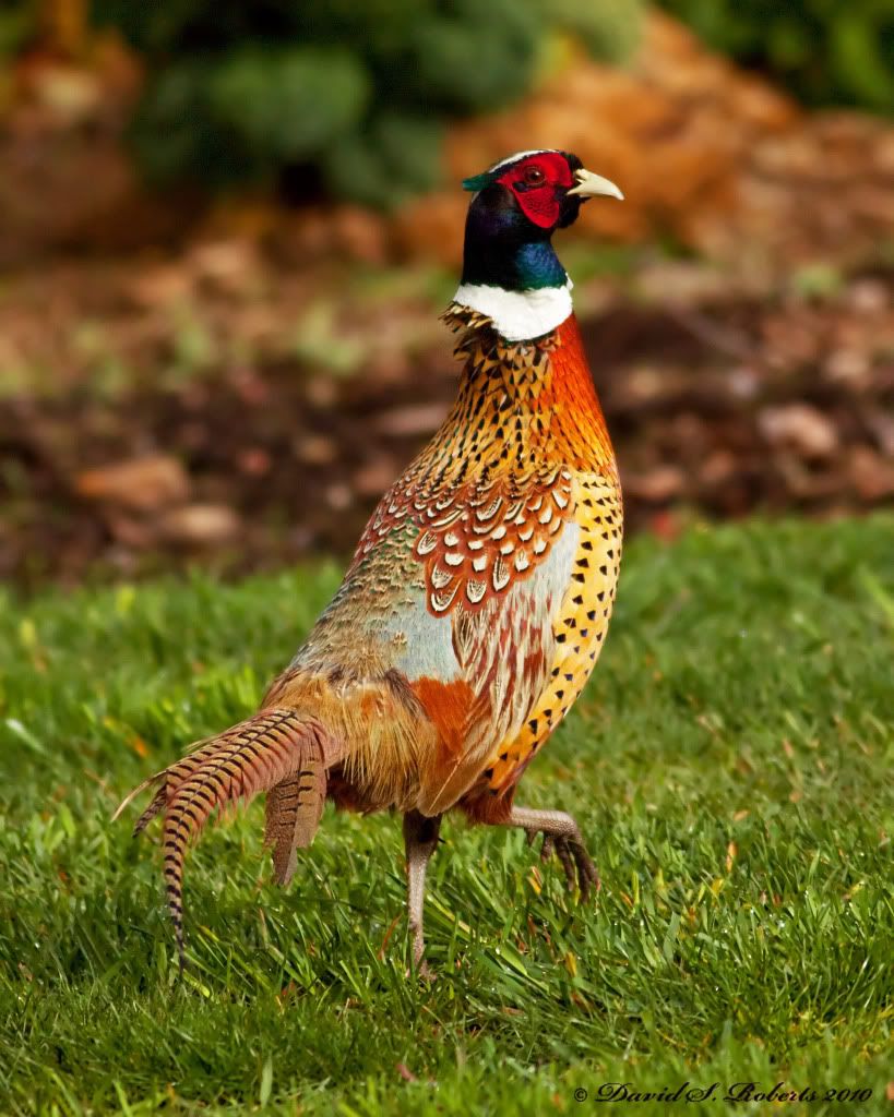 IMAGE: http://i494.photobucket.com/albums/rr305/Dascro/Nature%20Photography/04-25-10Pheasant.jpg