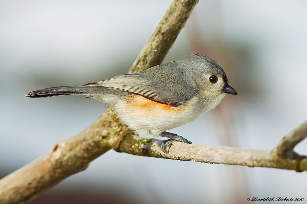 IMAGE: http://i494.photobucket.com/albums/rr305/Dascro/Nature%20Photography/1-23-10Titmouse3.jpg