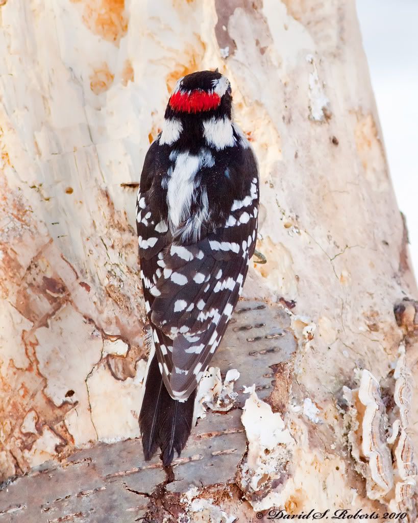 IMAGE: http://i494.photobucket.com/albums/rr305/Dascro/Nature%20Photography/1-31-10SpeckledDowny.jpg