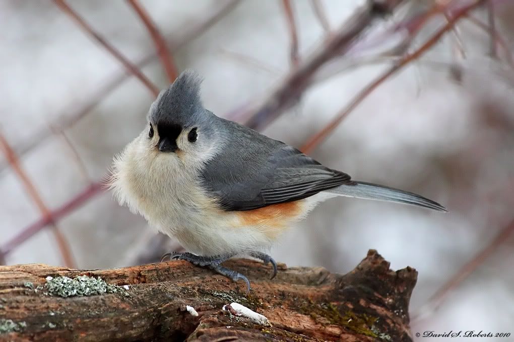 IMAGE: http://i494.photobucket.com/albums/rr305/Dascro/Nature%20Photography/12-29-092Titmouse.jpg