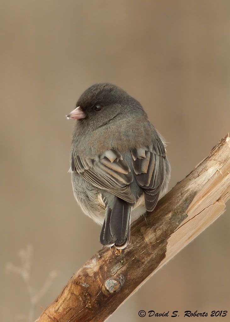 IMAGE: http://i494.photobucket.com/albums/rr305/Dascro/Nature%20Photography/Junco1.jpg
