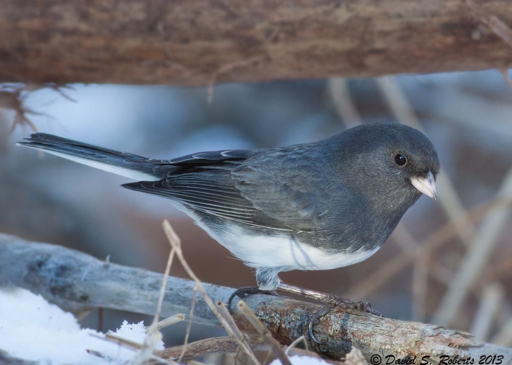 IMAGE: http://i494.photobucket.com/albums/rr305/Dascro/Nature%20Photography/Junco12-28.jpg