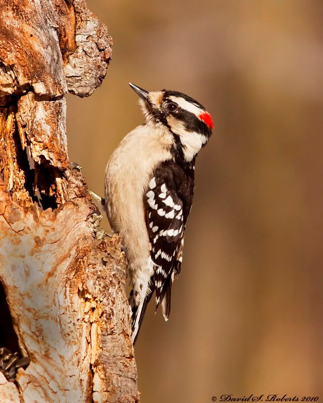 IMAGE: http://i494.photobucket.com/albums/rr305/Dascro/Nature%20Photography/NEMS/03-07-10Downy.jpg