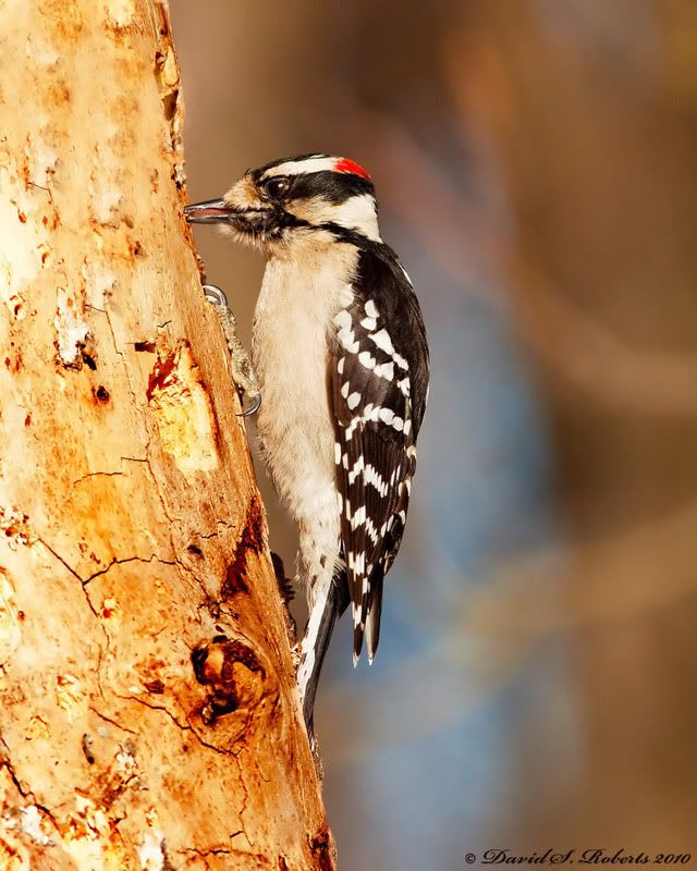 IMAGE: http://i494.photobucket.com/albums/rr305/Dascro/Nature%20Photography/NEMS/03-07-10Downy2.jpg