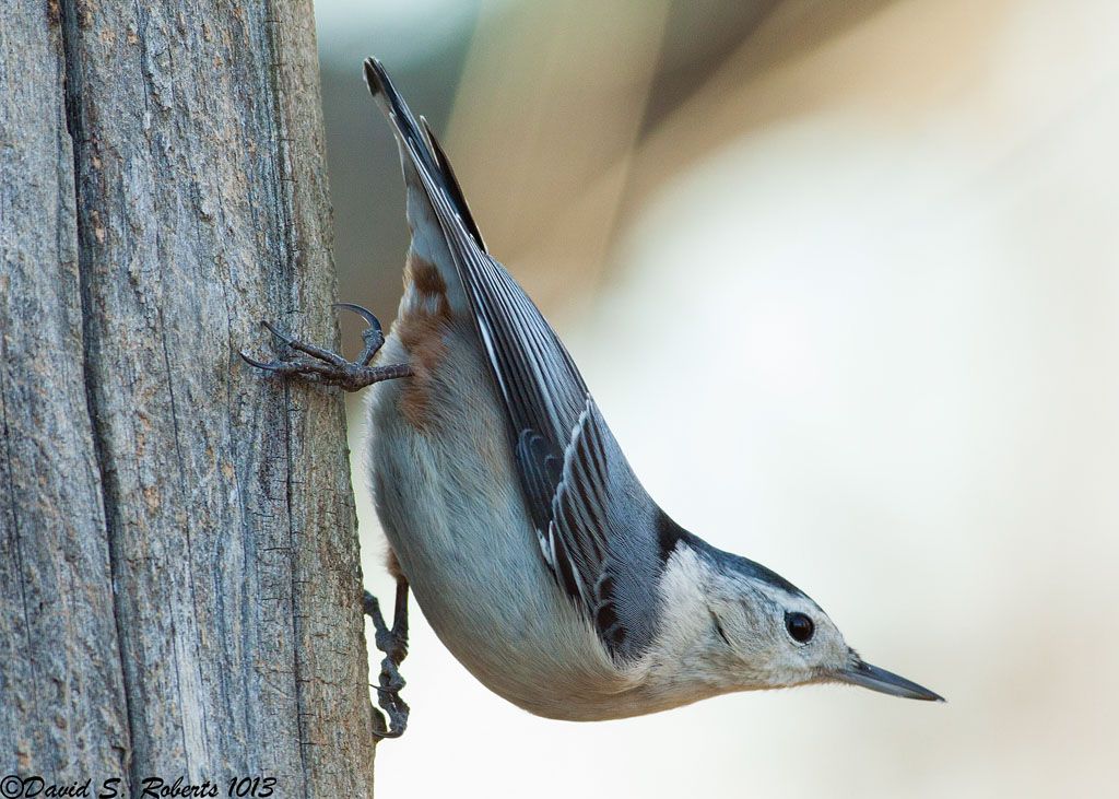 IMAGE: http://i494.photobucket.com/albums/rr305/Dascro/Nature%20Photography/Nuthatch12-28.jpg