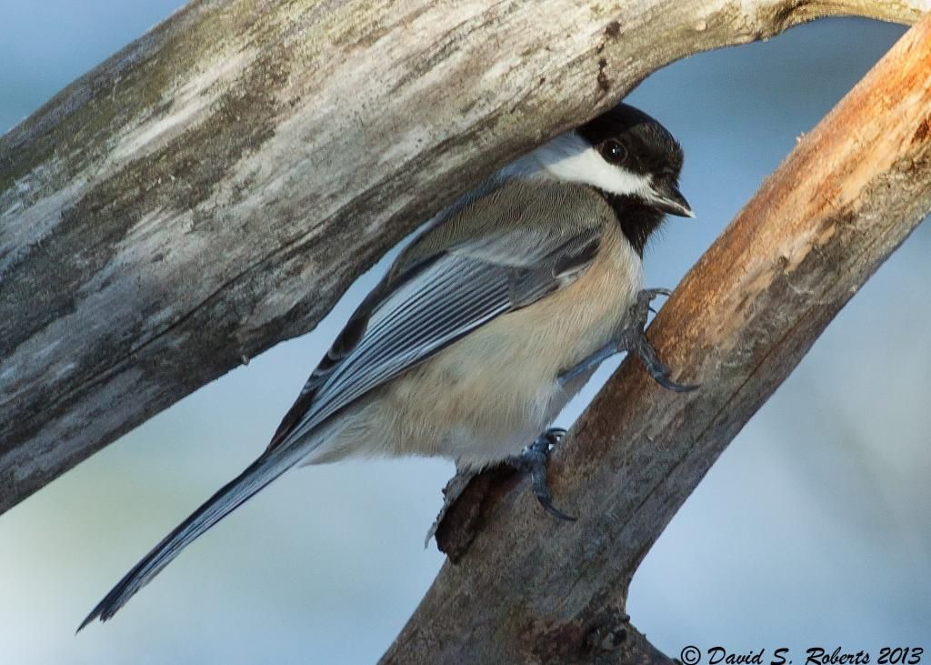 IMAGE: http://i494.photobucket.com/albums/rr305/Dascro/Nature%20Photography/PeekingChickadee.jpg