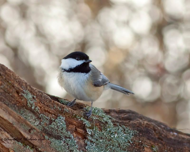 IMAGE: http://i494.photobucket.com/albums/rr305/Dascro/Nature%20Photography/Pixelite/01-31-10Chickadee.jpg