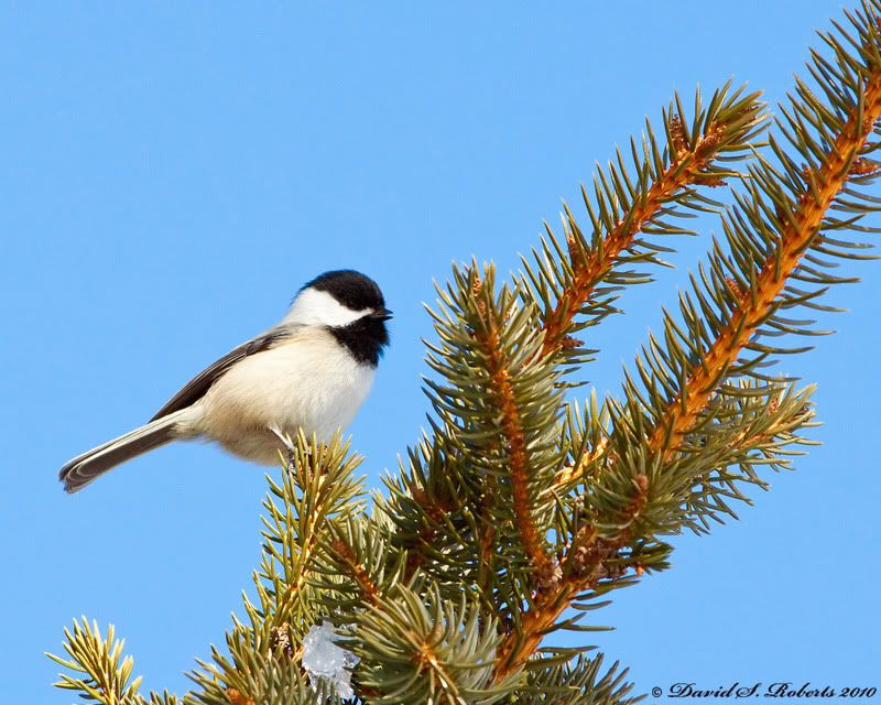 IMAGE: http://i494.photobucket.com/albums/rr305/Dascro/Nature%20Photography/Pixelite/03-06-10Chickadee.jpg