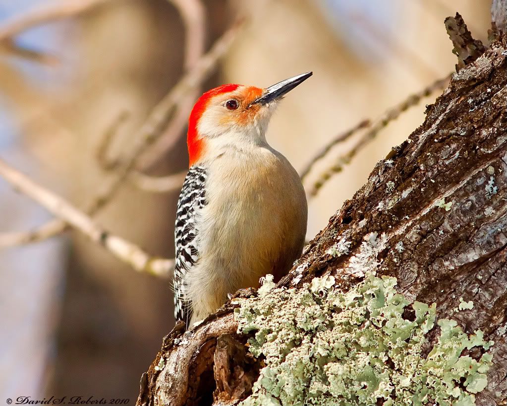 IMAGE: http://i494.photobucket.com/albums/rr305/Dascro/Nature%20Photography/Pixelite/03-07-10RedBellied.jpg