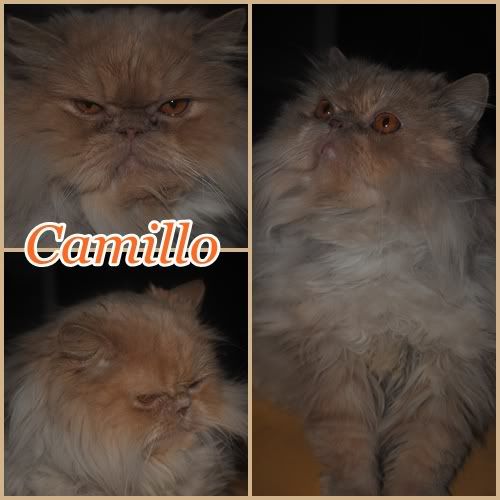 Lesfigatteorg View Topic Camillo Gatto Persiano Puro Scaricato