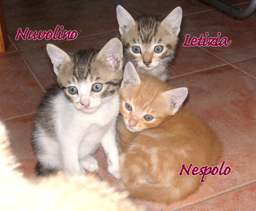 Immagine