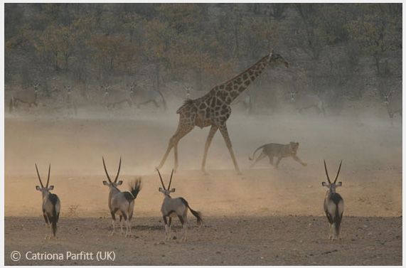 Wildlife Photographer of the Year 2008